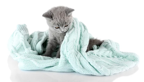 Gatinho cinzento bonito — Fotografia de Stock