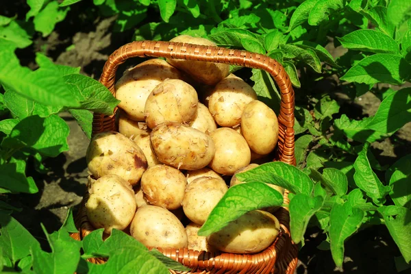 New potatoes over green grass — ストック写真