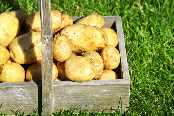 Neue Kartoffeln über grünem Gras — Stockfoto