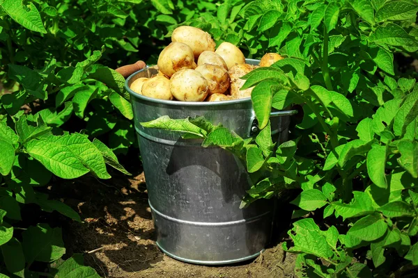 Металеве відро над плантацією картоплі — стокове фото