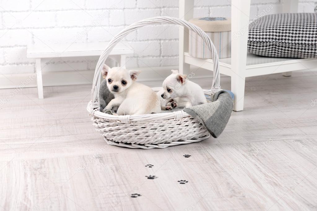 Adorable chihuahua dogs in basket