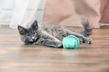 Şirin Gri kedi ile iplik örme için evde yerde çalış 