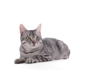 Güzel kedi bembeyaz