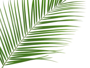 güzel palmiye yaprağı üzerinde beyaz izole