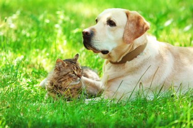 dostça köpek ve kedi