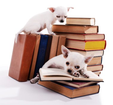 çok güzel chihuahua köpek üzerinde beyaz izole kitap yığını