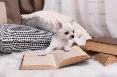 çok güzel chihuahua köpek kitap ve yastıklar odasında halı üzerinde