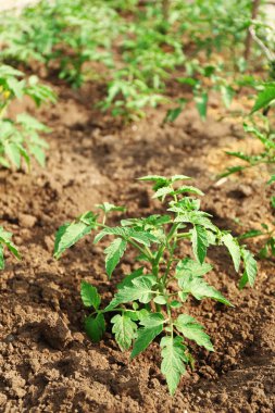 yatakta büyüyen domates