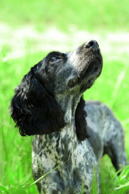 Rus İspanyol açık havada