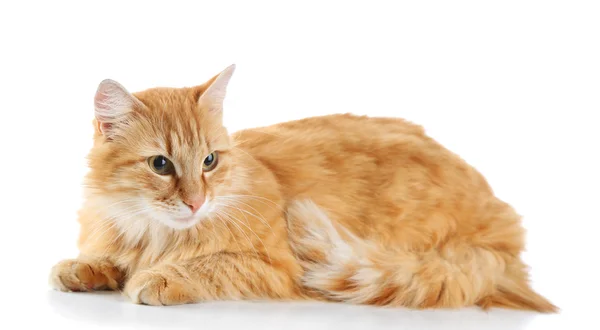 Gato rojo aislado sobre fondo blanco — Foto de Stock