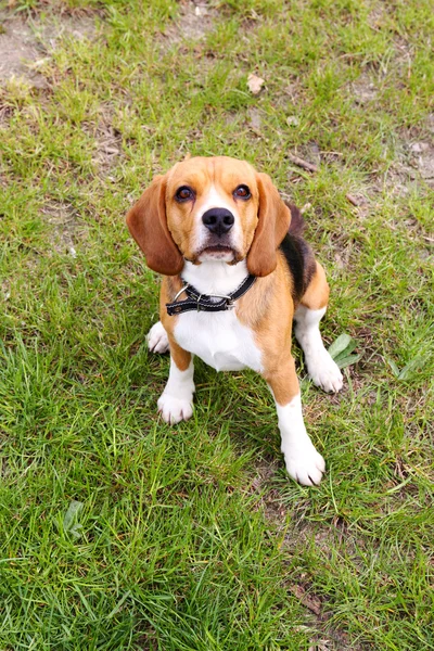 Divertido lindo perro en el parque — Foto de Stock