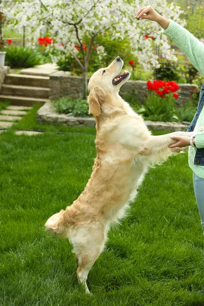 Rozkošný labrador hrát s holkou na zelené trávě, venku — Stock fotografie