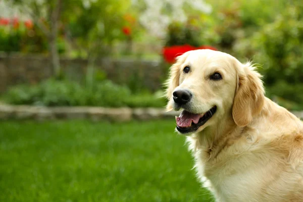 Bedårande labrador sitter på grönt gräs, utomhus — Stockfoto