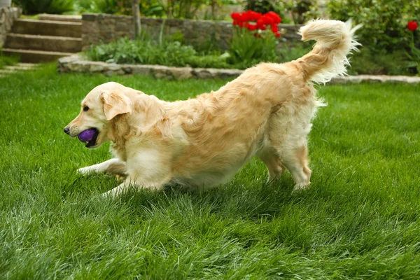 Adorable Labrador jugando con pelota sobre hierba verde, al aire libre —  Fotos de Stock