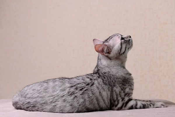 Bellissimo gatto su sfondo beige — Foto Stock