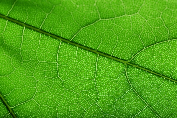 Tree green leaf close up — Stock Photo, Image