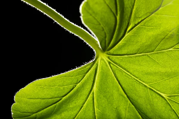 Tree green leaf close up — Stock Photo, Image