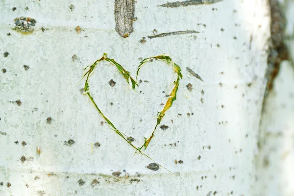 Corazón tallado en el árbol de cerca — Foto de Stock