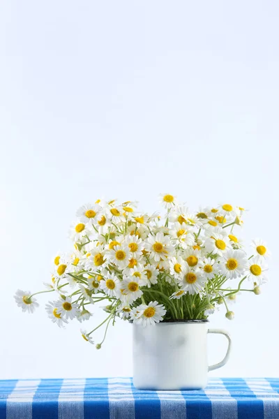 束美丽的雏菊 — 图库照片
