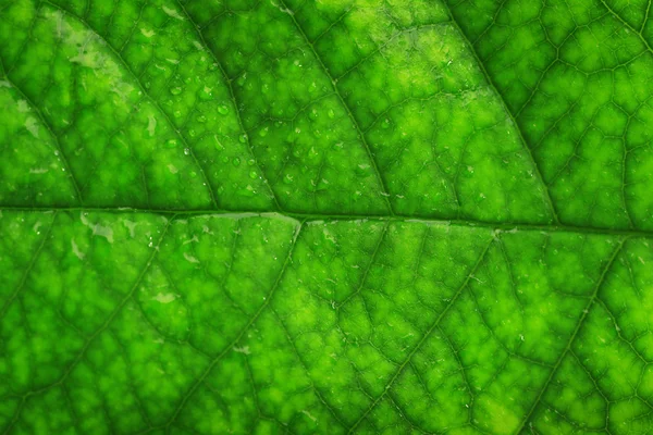 Närbild av gröna blad — Stockfoto