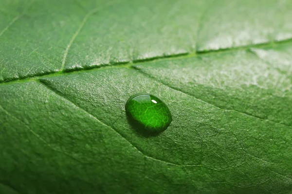 Folha verde com gotas, close-up — Fotografia de Stock
