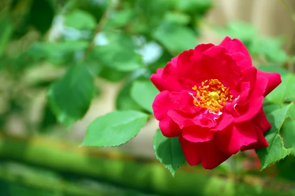 Mooie roos op groene bush in tuin — Stockfoto