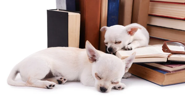 Adorable chihuahua dogs and heap of books close up — Stock Photo, Image