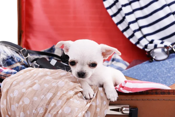 Adorable perro chihuahua en maleta con ropa de cerca —  Fotos de Stock