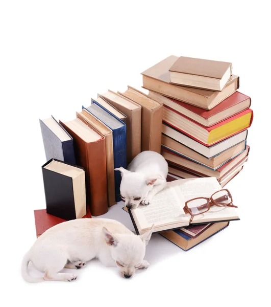 Chihuahua śliczny psy i sterty książek na białym tle — Zdjęcie stockowe