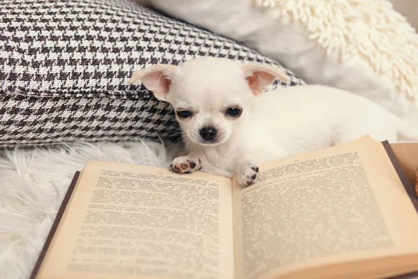 Cão chihuahua adorável com livro e travesseiros no tapete no quarto — Fotografia de Stock