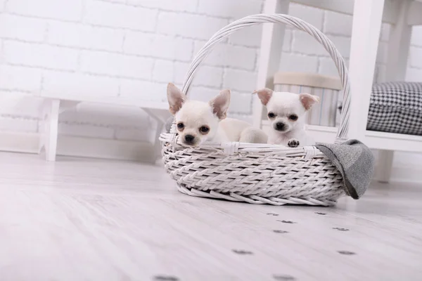 Adoráveis cães chihuahua em cesta e patas lamacentas impressões no chão de madeira no quarto — Fotografia de Stock