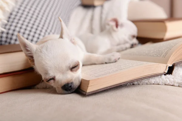 Adorable chihuahua dogs with books on sofa — Stock Photo, Image