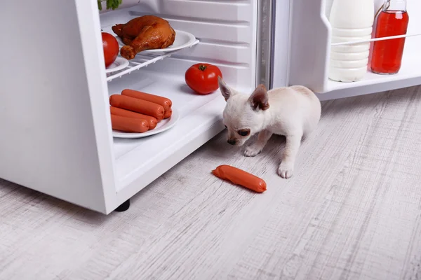 Cão chihuahua adorável perto de geladeira aberta na cozinha — Fotografia de Stock