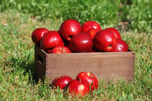 Pommes rouges mûres — Photo