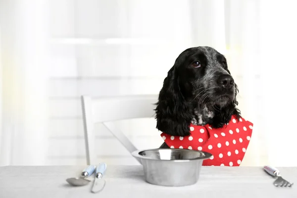 Hond plaat van brokjes kijken op eettafel — Stockfoto