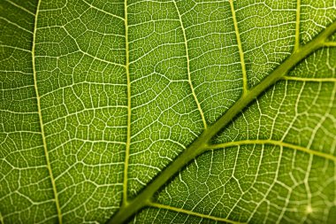 yaprak yeşil arka plan