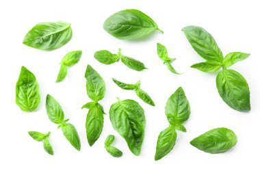 Yeşil taze fesleğen