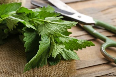 Leaves of lemon balm with scissors on wooden table, closeup