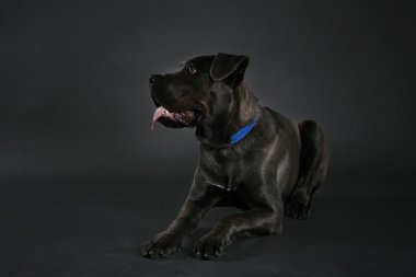 Cane corso Italiano köpek