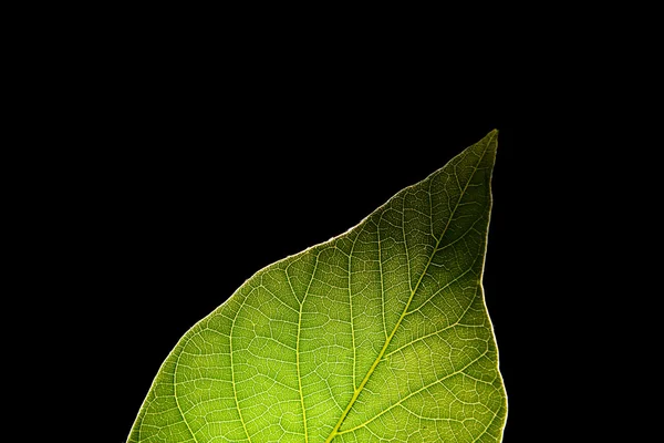 Grünes Blatt Hintergrund — Stockfoto