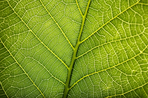 Feuille verte fond — Photo