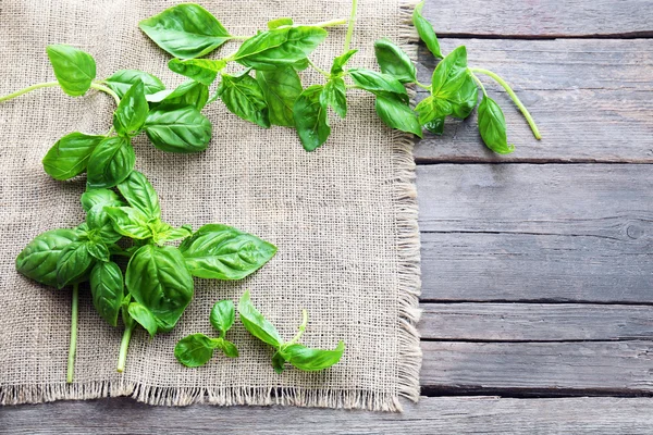 Albahaca fresca verde —  Fotos de Stock