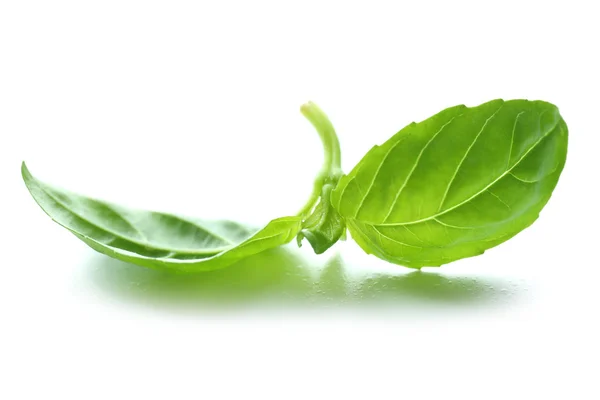 Green fresh basil — Stock Photo, Image