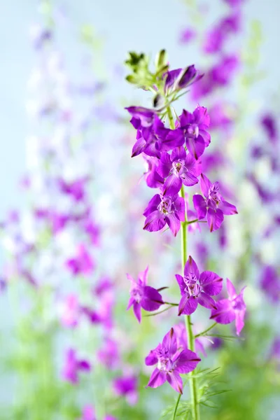 Крупный план красивых фиолетовых цветов — стоковое фото