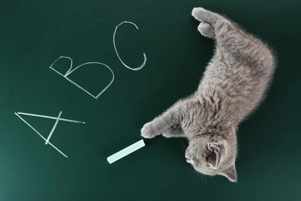 Cute gray kitten on green chalkboard background — Stock Photo, Image