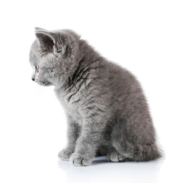 Lindo gatito gris — Foto de Stock