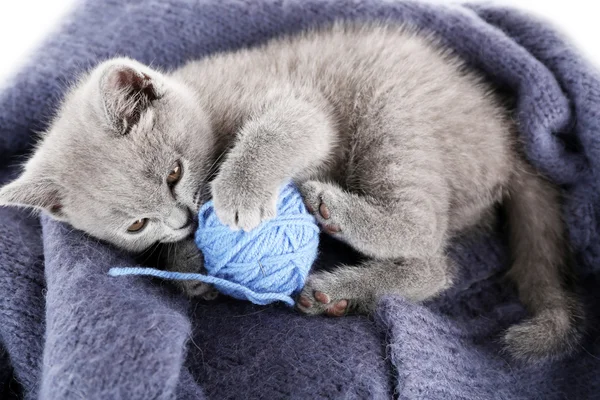 Leuk grijze katje — Stockfoto