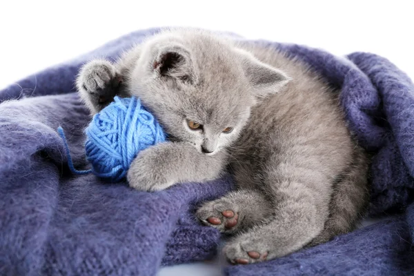 灰色のかわいい子猫 — ストック写真