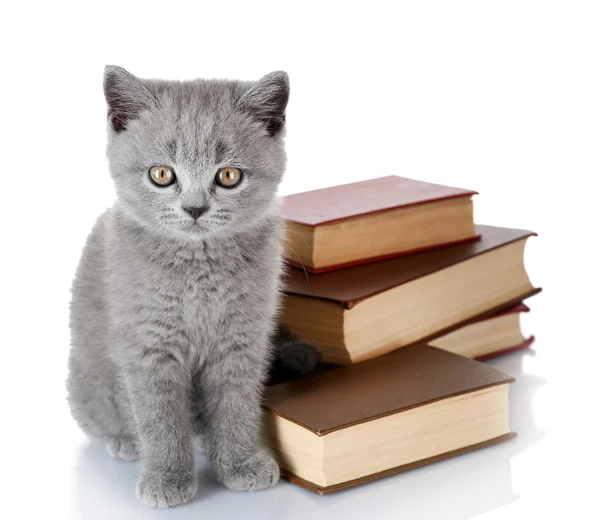 Cute gray kitten — Stock Photo, Image