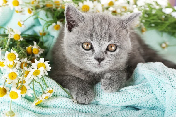 Cute gray kitten on plaid  with chamomiles, closeup — Stock Photo, Image